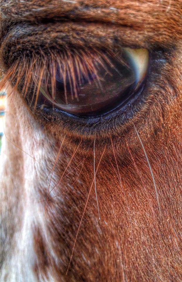 eye_of_horse