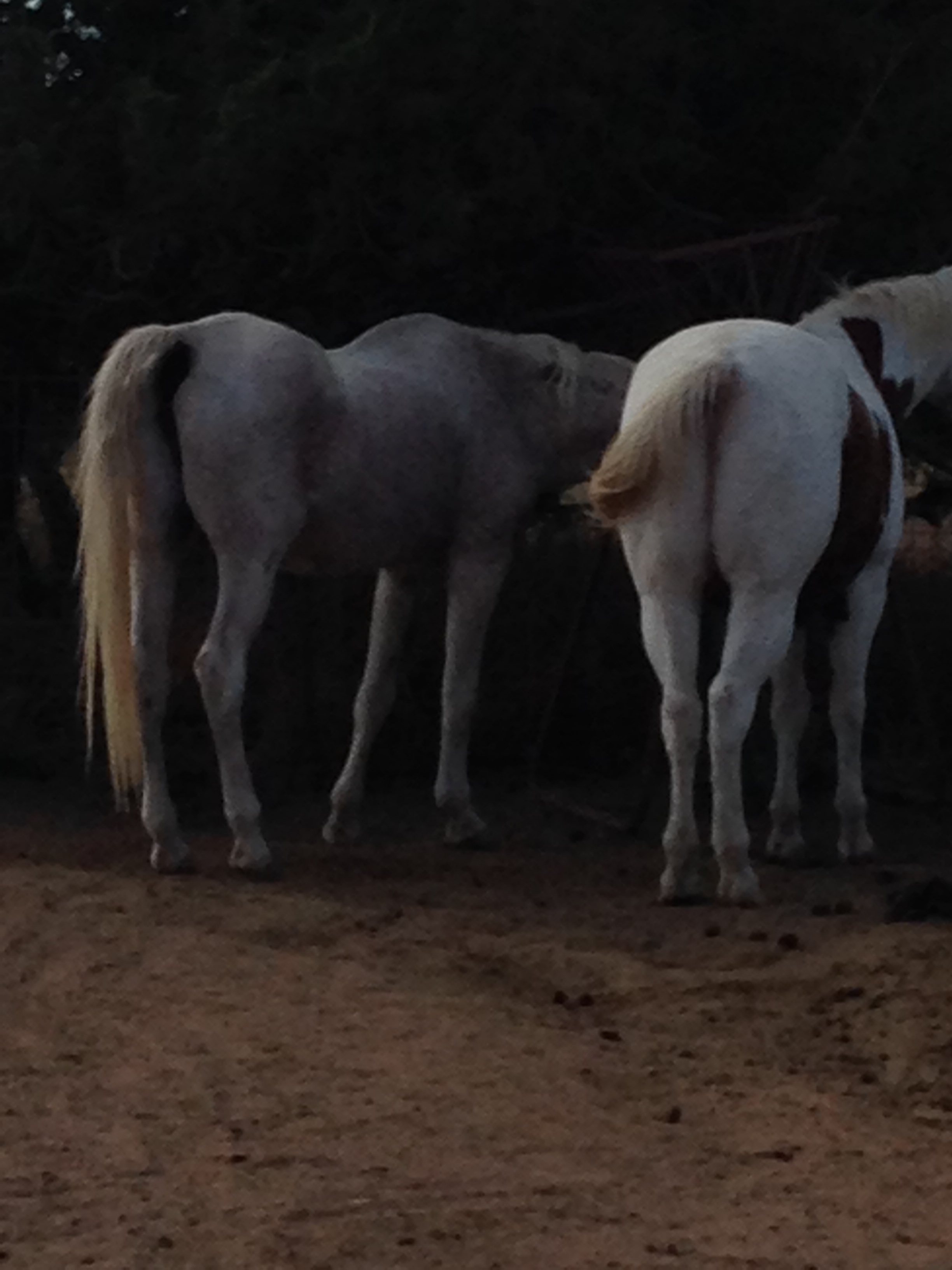 Bo and Patches on their last day together.