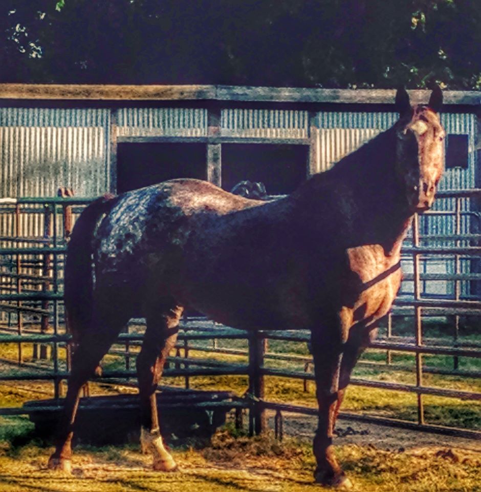 Tex should be on the cover of the Appaloosa Journal