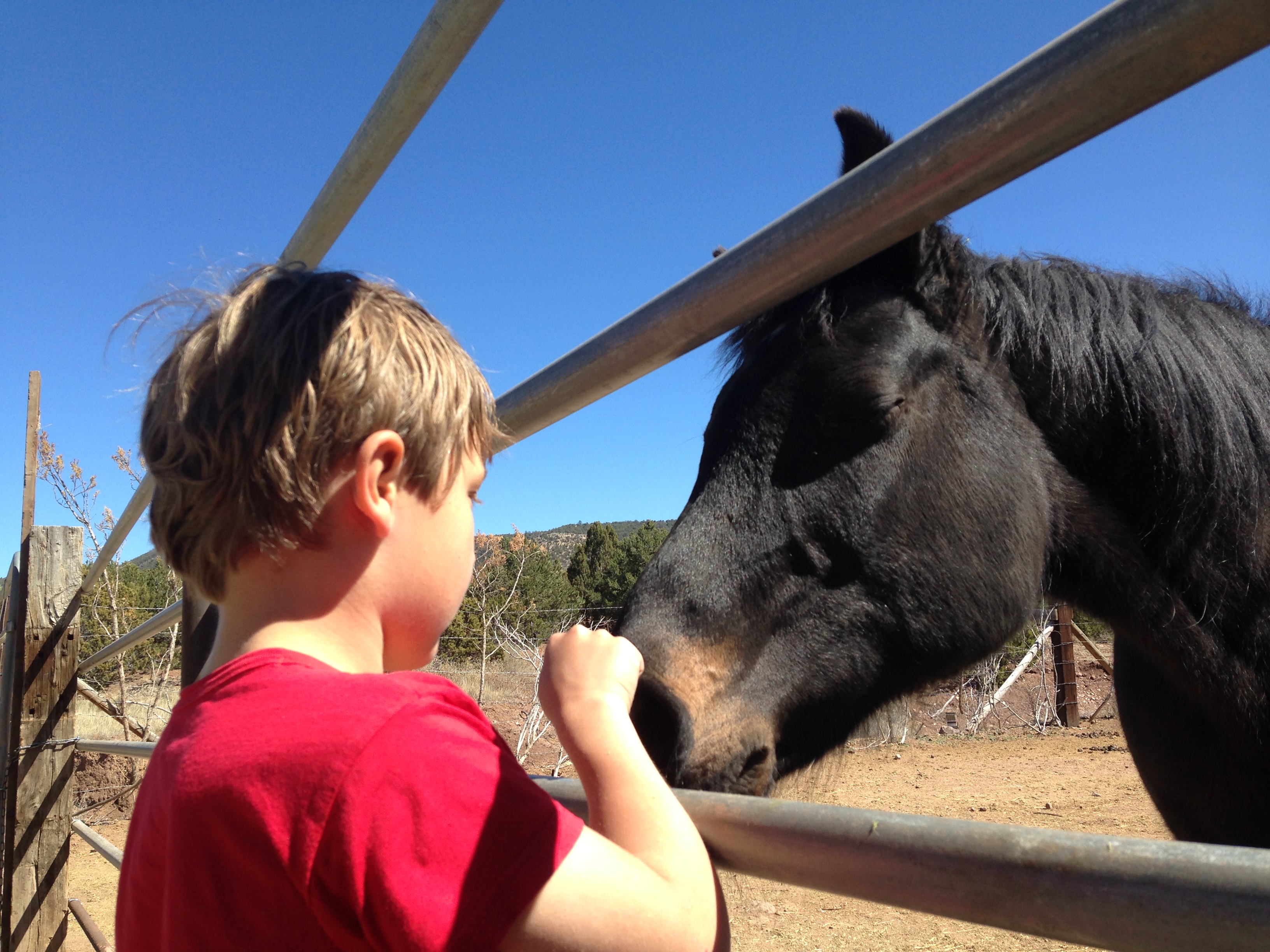 Kaiden knows how to greet horses in a way they understand.