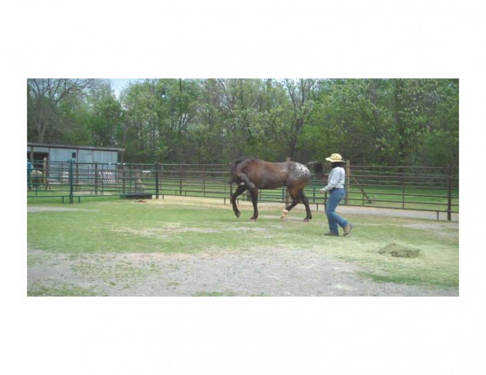 Dancing with Talk of Texas (Tex), Regional Appaloosa Grand Champion Race Horse 2006