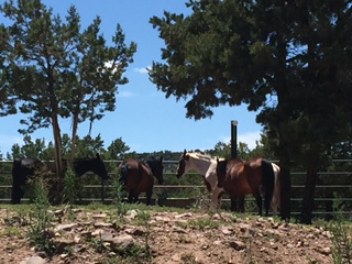 The herd in Canoncito