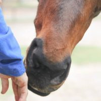 The Anatomy of Auras - Horse and Human | 5 Classes | March 24, 2026-April 21, 2026 | Tuesdays 11 a.m. – 2 p.m. Mountain Time | Zoom Online