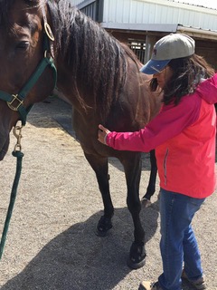 Consultation - Ortho-Bionomy or Equine Body Balance - Image 4