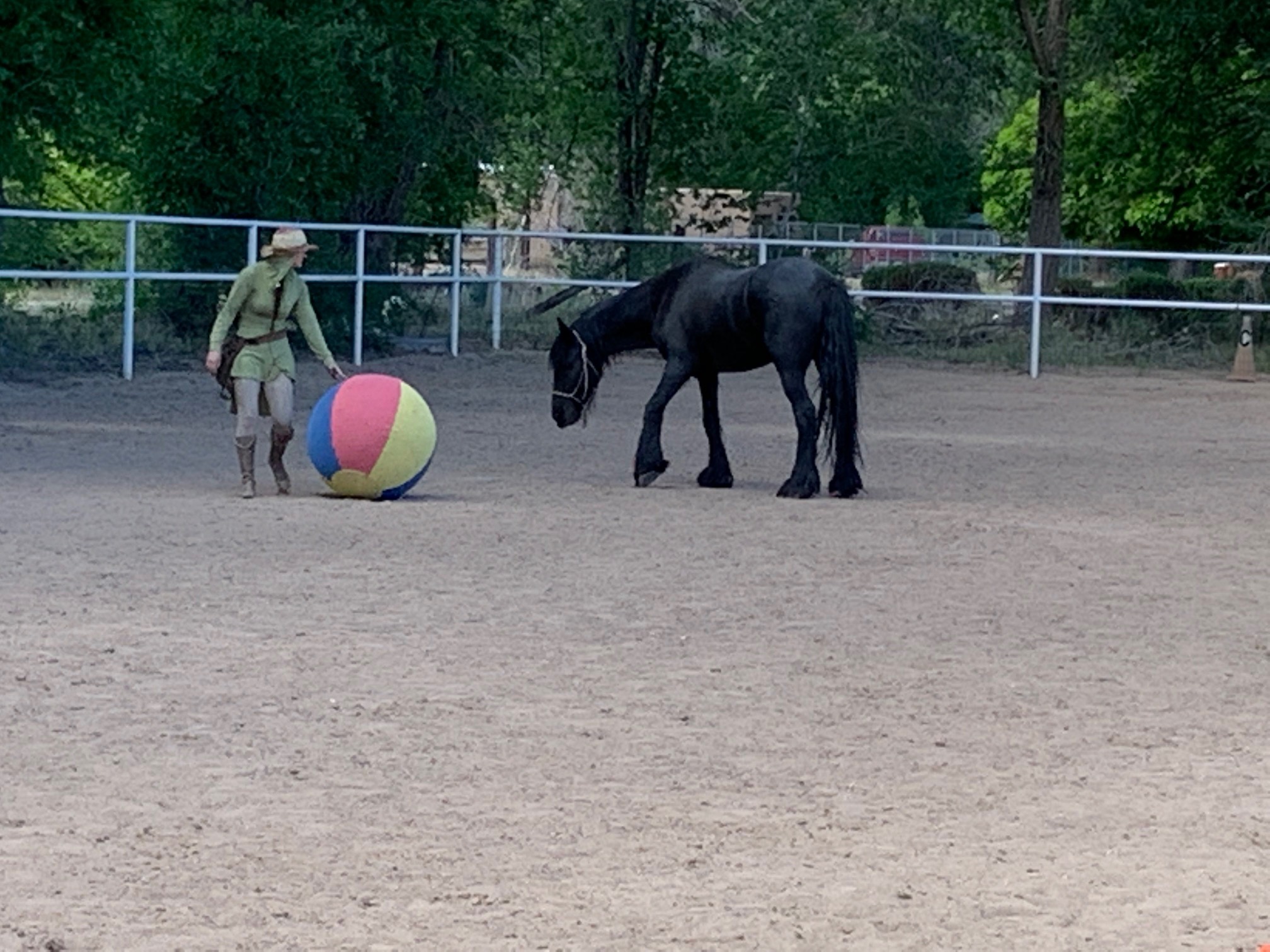 Stepping Out: Equine Limbs, Ligaments and Tendons | 5 Classes | October 20th-November 17th, 2026 | Tuesdays 11 a.m. - 2:15 p.m. Mountain Time | Zoom Online - Image 3