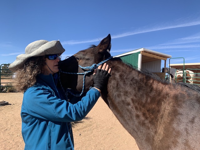 Stepping Out: Equine Limbs, Ligaments and Tendons | 5 Classes | October 20th-November 17th, 2026 | Tuesdays 11 a.m. - 2:15 p.m. Mountain Time | Zoom Online - Image 5