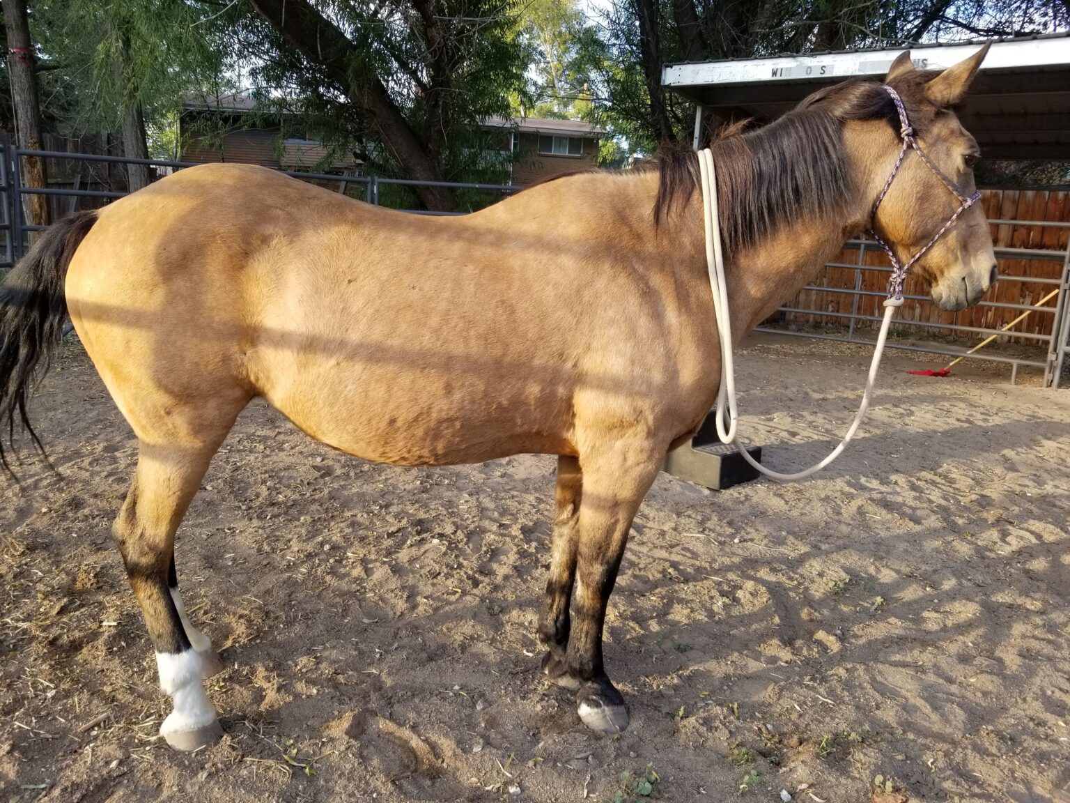 Horses Can Have Scoliosis Too Susan Smith. A framework for healing
