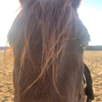 Equine WinterWork - Exercises and Bodywork for Mind, Body and Soul II | 3-Part Course | Zoom Online | Tuesdays, February 3-17th, 2026 | 11 a.m. - 2 p.m. Mountain Time