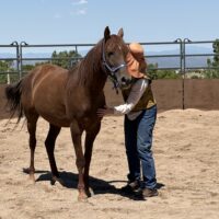 Equine Forelimb Stay Apparatus, Fascia and Lameness Study Group | December 11, 2025 | 4-7 p.m. Mountain Time