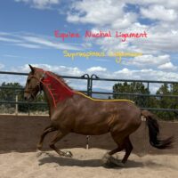 Stepping Out: Equine Limbs, Ligaments and Tendons | 5 Classes | October 20th-November 17th, 2026 | Tuesdays 11 a.m. - 2:15 p.m. Mountain Time | Zoom Online