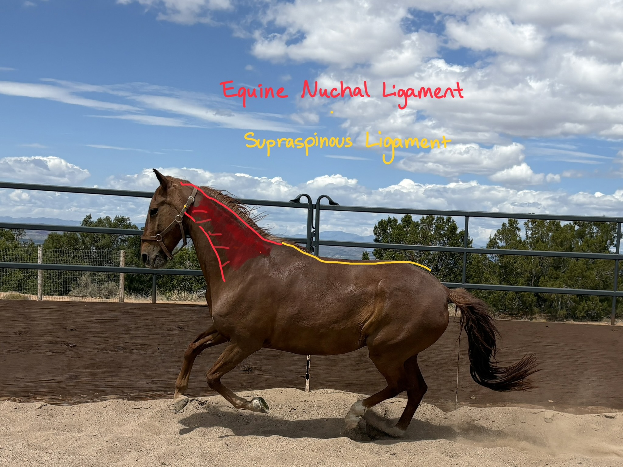 Stepping Out: Equine Limbs, Ligaments and Tendons | 5 Classes | October 20th-November 17th, 2026 | Tuesdays 11 a.m. - 2:15 p.m. Mountain Time | Zoom Online