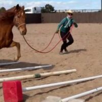 Beyond Belly Lifts - Postural Support for Equines Workshop | Zoom Online | Thursday, December 10, 2026 | 4-7 p.m. Mountain TimeO