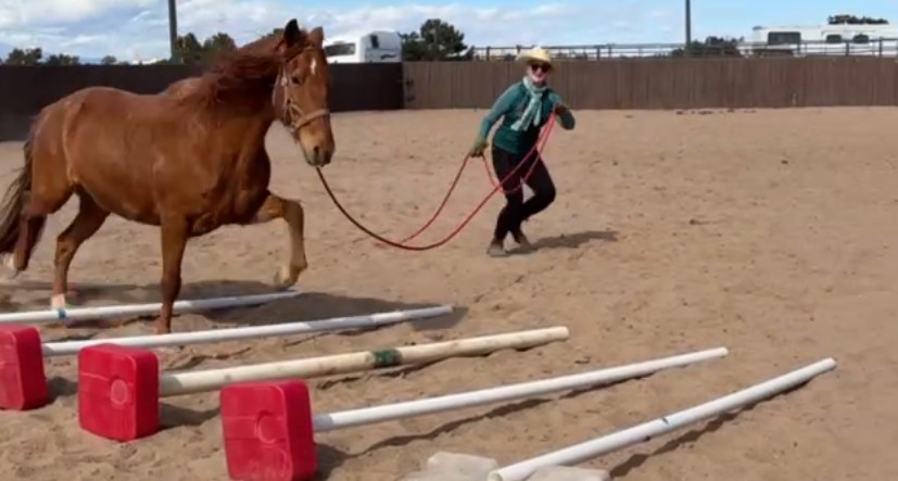 Beyond Belly Lifts - Postural Support for Equines Workshop | Zoom Online | Thursday, December 10, 2026 | 4-7 p.m. Mountain TimeO