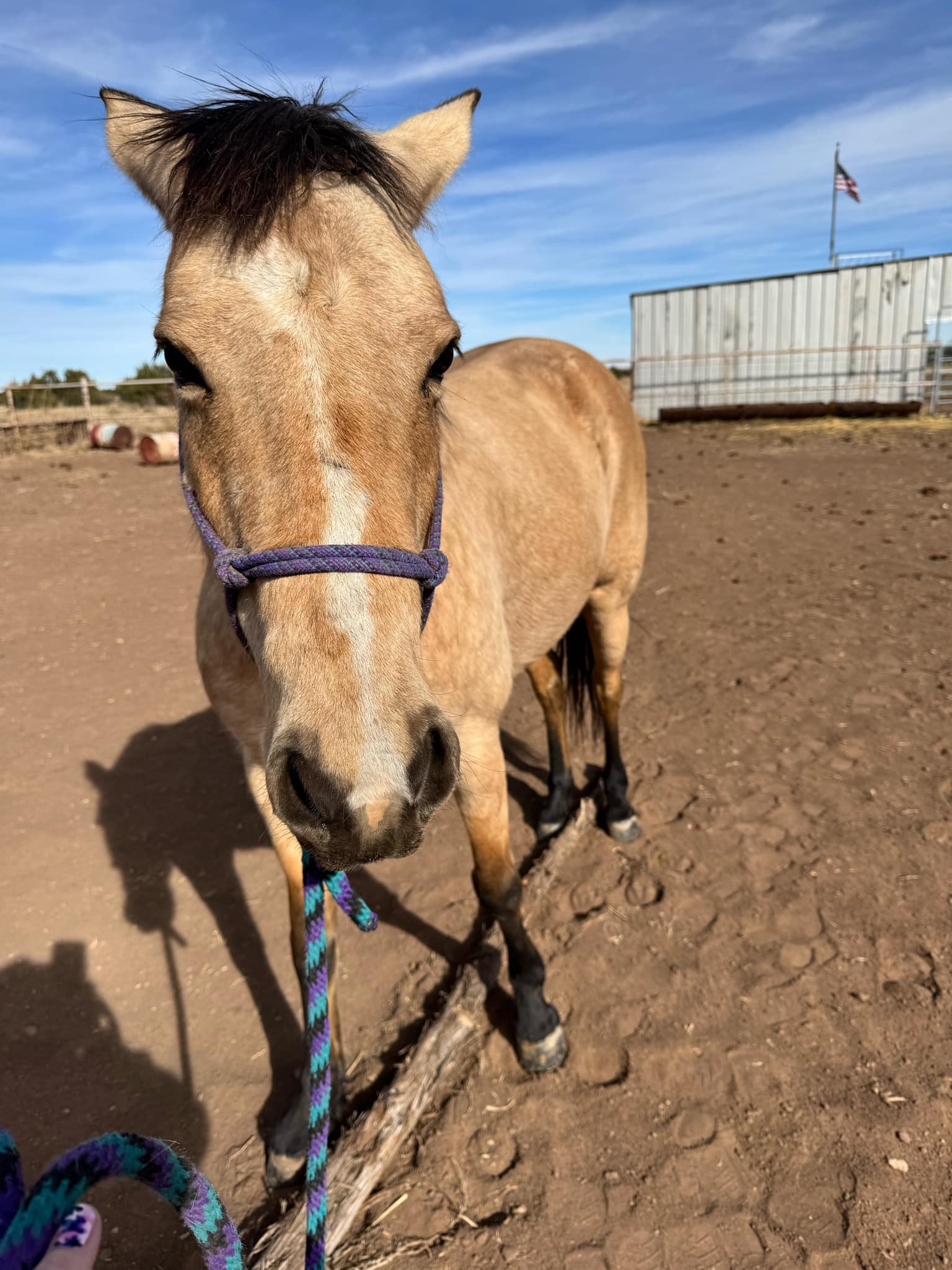 Beyond Belly Lifts - Postural Support for Equines Workshop | Zoom Online | Thursday, December 10, 2026 | 4-7 p.m. Mountain TimeO - Image 2