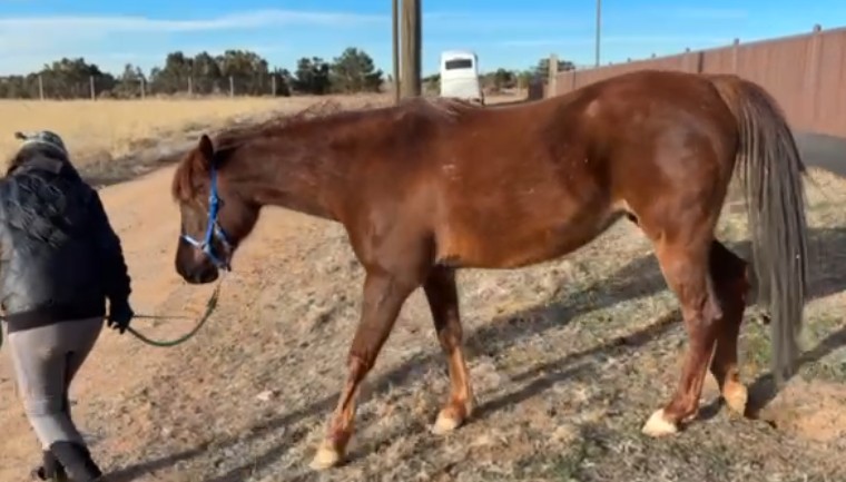 Beyond Belly Lifts - Postural Support for Equines Workshop | Zoom Online | Thursday, December 10, 2026 | 4-7 p.m. Mountain TimeO - Image 3